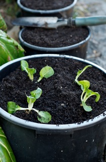 Pak Choi